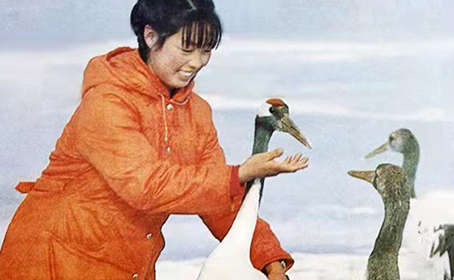一个真实的故事：丹顶鹤女孩的23年